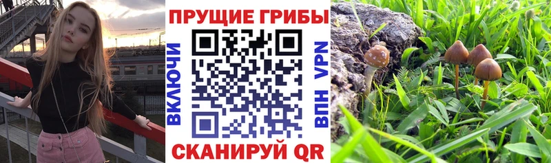 Псилоцибиновые грибы GOLDEN TEACHER  Нижнеудинск 